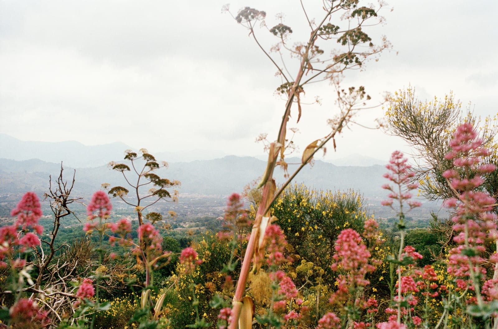 flowers, by Christian André Strand